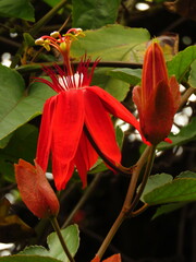 Coccinea