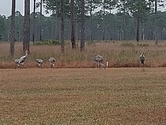 Antigone canadensis pulla