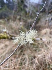 Usnea