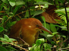 Ixobrychus cinnamomeus