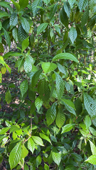Psychotria nervosa