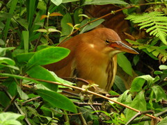 Ixobrychus cinnamomeus