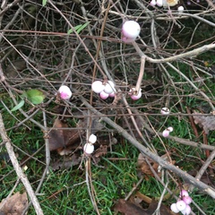 Symphoricarpos