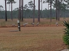 Antigone canadensis pulla