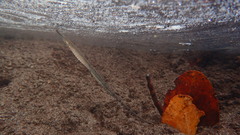 Syngnathoidei