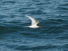 Sterna hirundinacea