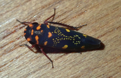 Oragua variolosa