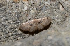 Idaea laevigata