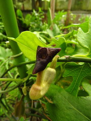 Aristolochia shimadae