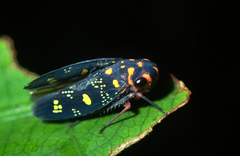 Oragua variolosa