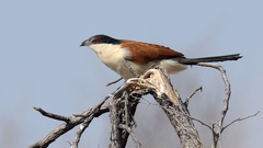 Centropus senegalensis