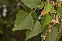 Mallotus paniculatus