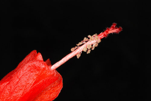 Malvaviscus arboreus