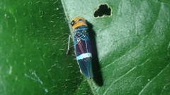 Amblyscarta unifasciata