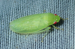 Chloronana