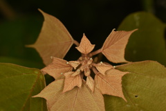 Mallotus paniculatus