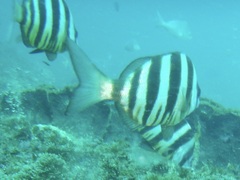 Diplodus hottentotus
