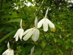 Rhinacanthus nasutus