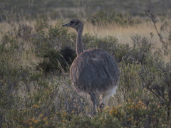 Rhea pennata