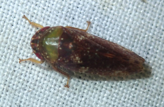 Folicana acuera