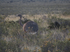 Rhea pennata
