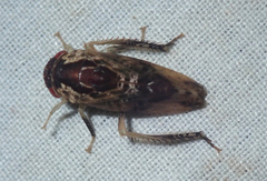 Folicana