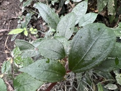 Pilea somae