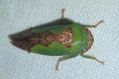 Folicana