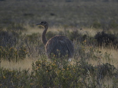 Rhea pennata