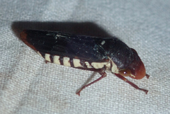 Homalodisca