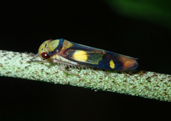 Dilobopterus exaltatus