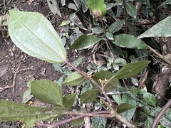 Pilea somae