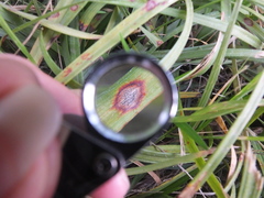 Colletotrichum liriopes