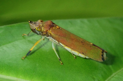 Proconiini