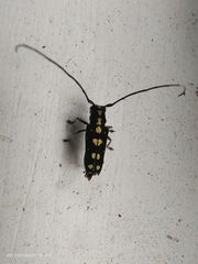 Glenea centroguttata