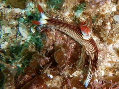 Nembrotha aurea