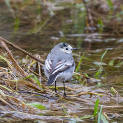 Motacilla alba