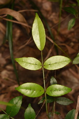 Zanthoxylum nitidum
