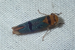 Amblyscarta