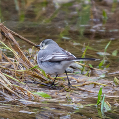 Motacilla alba