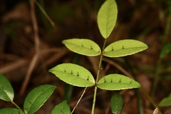 Zanthoxylum nitidum