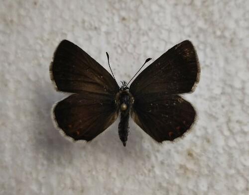Northern Brown Argus
