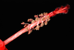 Malvaviscus arboreus drummondii