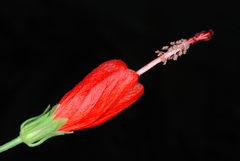 Malvaviscus arboreus drummondii