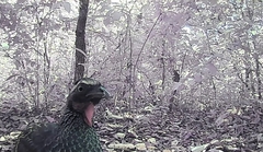 Penelope superciliaris