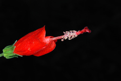 Malvaviscus arboreus drummondii