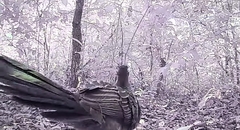 Penelope superciliaris