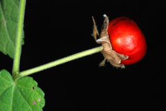 Malvaviscus arboreus drummondii