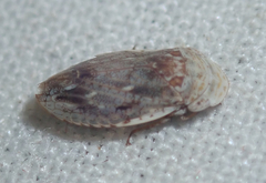 Proconiini