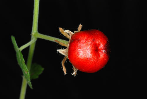 Malvaviscus arboreus
